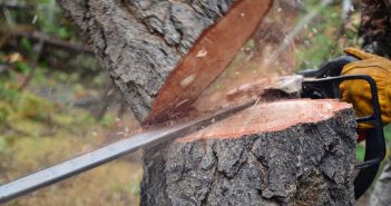 Company sentenced after unsupervised worker hit by felled tree