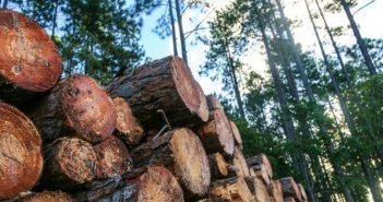 Forestry fatality was preventable – so why did it happen?