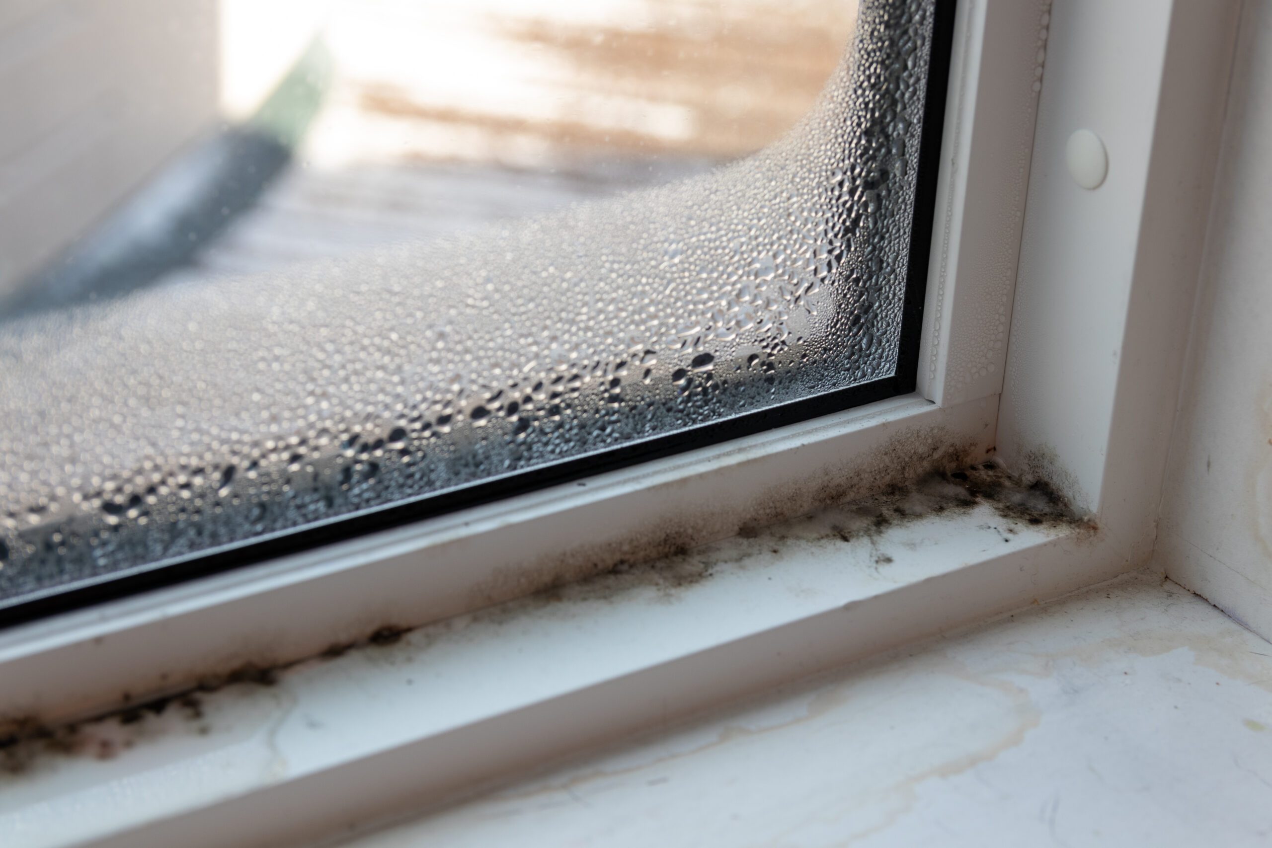Just how dangerous is mould? Industrial Safety News Magazine